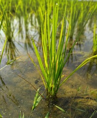 Single rice plant in the farm. Rice is a tropical climate crop that can grow from sea level to an altitude of 3000 meters.