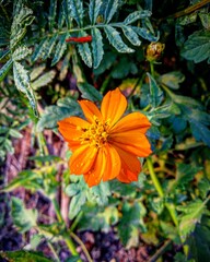 orange flower