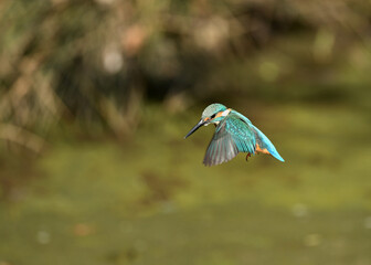 カワセミのホバリング