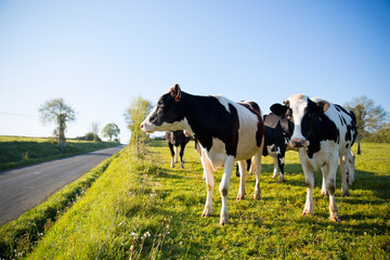 Troupeau de vache laiti&egrave;re en campagne le long d'une route en France.