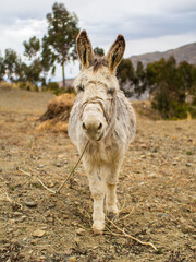 Naklejka na ściany i meble Donkey standing alone in a field with near Valle de las Animas, La Paz, Bolivia