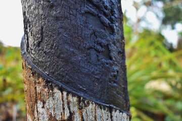 Rubber Tree and the cutting for the collection of the resin