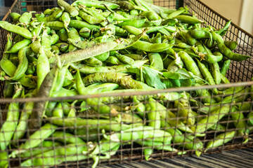 fresh green peas in a basket
