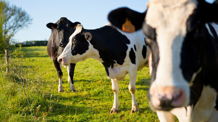 Vache laitière dans les champs en troupeau.