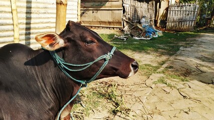A Cow seating in the shed