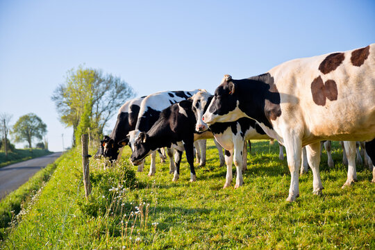 Troupeau de vache laiti&egrave;re dans la campagne au printemps.