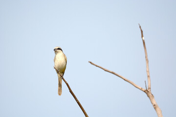 bird on a branch