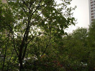 spring in the park