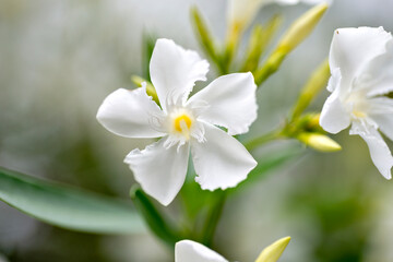 White flower of oleander (Nerium oleander) in Japan
