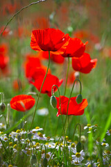 Naklejka premium Fleur de coquelicot au printemps dans la nature.
