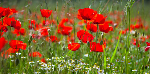 Naklejka premium Coquelicots rouges dans les champs au printemps.