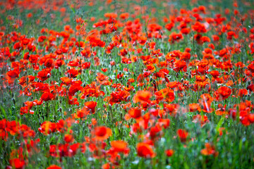 Champ de coquelicots au soleil dans la campagne Française.
