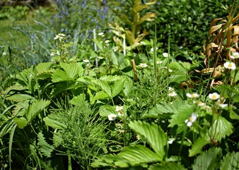 Wild strawberries in natural garden
