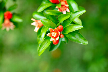 Pomegranate young fruit on tree