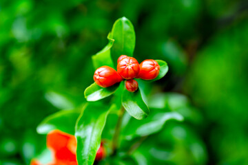 Pomegranate young fruit on tree