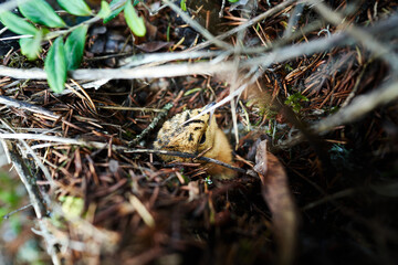 A capercaillie chick hiding in the forest.