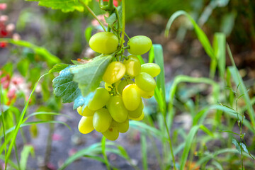organic grapes fruit hanging at the vine