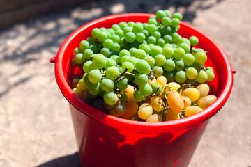 harvest of fresh grapes in the bucket
