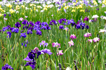 Iris (Iris ensata) in full blooming in Japan
