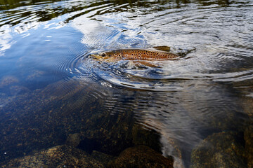 A big trout caught in the wilderness of Norway, Nesbyen.