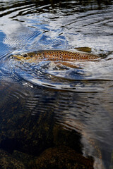A big trout caught in the wilderness of Norway, Nesbyen.