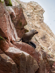 Sea lions sitting on a rocky cliff on Islas Ballestas in Paracas