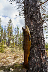 A big trout caught in the wilderness of Norway, Nesbyen.