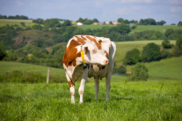 Fototapeta na wymiar Vache laitière en campagne dans une prairie en France.