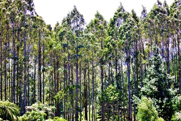 Fototapeta premium Redwoods in Neuseeland
