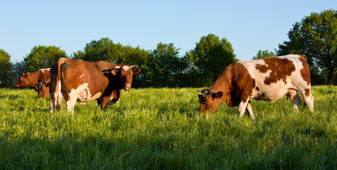 Fototapeta na wymiar Troupeau de vache de race rouge des prés dans la campagne.