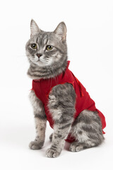 Cat in red medical blanket for cats, isolate on a white background. Treatment of a pet after...
