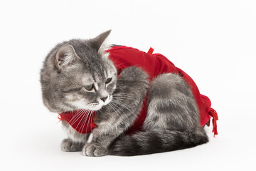 Cat in red medical blanket for cats, isolate on a white background. Treatment of a pet after...