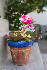 Beautiful pink geranium (pelargonium) close up in a flowerpot on a sunny spring day. Blossoming flower. Blurred background. Colorful plant. Vertical shot.