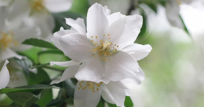Small bloomed white flowers with yellow pistils on a branch with green leaves moving in the breeze on a rainy summer day isolated with shallow depth of field