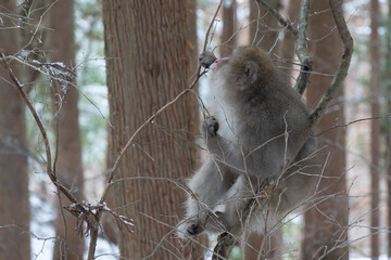 Japanese Snow Monkeys (macaques) in Nagano, Japan. Snow monkeys on tree at Jigokudani Monkey Park, located in Yamanouchi, Nagano Prefecture, Japan.