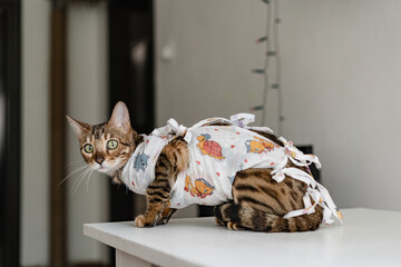 Bengal cat in a medical bandage on a dressing table in a veterinary clinic after sterilization