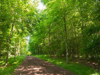 Fototapeta premium Beautiful dirt forest path during the spring season on a sunny day. Green foliage. Luxurious peaceful nature. Gorgeous landscape.