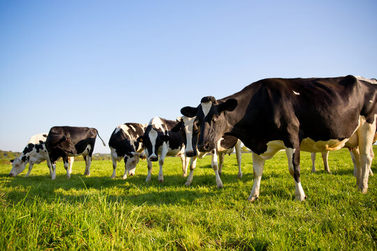 Troupeau de vache laiti&egrave;re dans la campagne.