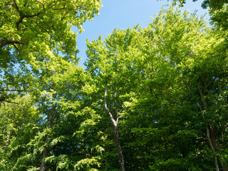 Beautiful tree and sky low angle shot. Colorful & peaceful nature. Spring or summer foliage on a sunny day.