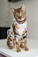 Bengal cat in a medical bandage on a dressing table in a veterinary clinic after sterilization