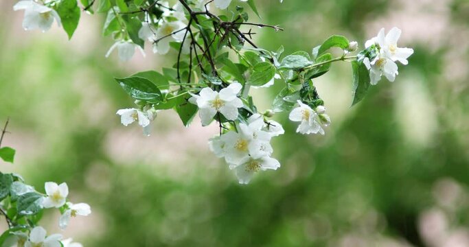 Small bloomed white flowers with yellow pistils on a branch with green leaves moving in the breeze on a rainy summer day isolated with shallow depth of field