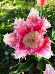 Beautiful pink white Tulip in the summer garden