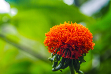 Orange Flower Against Green Gras Background