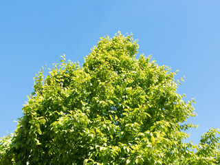 Beautiful tree and sky low angle shot. Colorful & peaceful nature. Spring or summer foliage on a sunny day.