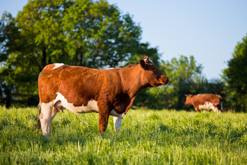 Vache ou bœuf en campagne, troupeau dans la nature.