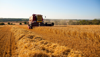Naklejka premium Machine agricole qui moissonne un champ de blé au soleil.