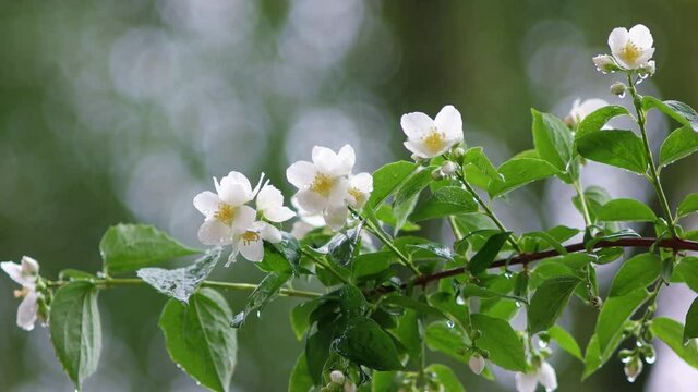 Small bloomed white flowers with yellow pistils on a branch with green leaves moving in the breeze on a rainy summer day isolated with shallow depth of field