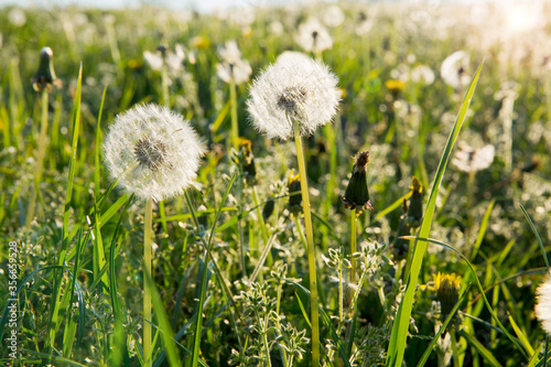 Fleur De Pissenlit Au Printemps Dans Un Champ Wall Mural Wallpaper Murals Thierry Ryo