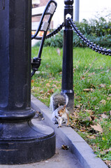 écureuil gris mangeant son gland dans un parc de manhattan à new york city.