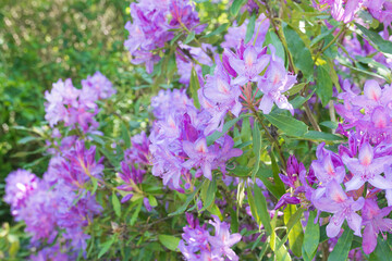 Beautiful luxurious nature rhododendron bush in Normandy. Sunny spring day. Colorful and peaceful nature.